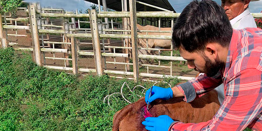 Descartan presencia de gusano barrenador del ganado en la margen derecha del r&iacute;o Santiago