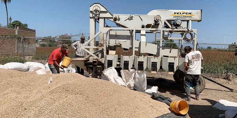 Cribadora gratuita para productores de frijol en Quimichis