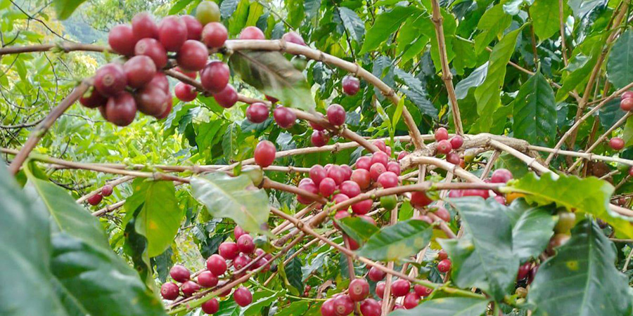 Caf&eacute; Nayarit obtiene Denominaci&oacute;n de Origen; hist&oacute;rico reconocimiento al campo del estado