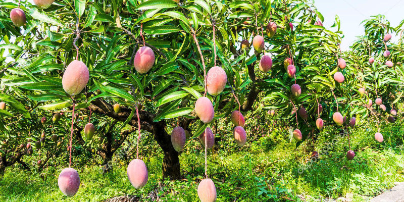 Prev&eacute;n mala temporada de mango en la zona norte de Nayarit por baja floraci&oacute;n