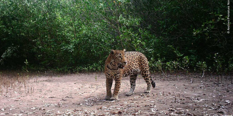 Ganaderos de Santiago Ixcuintla enfrentan ataques de jaguar; piden compensaci&oacute;n por p&eacute;rdidas