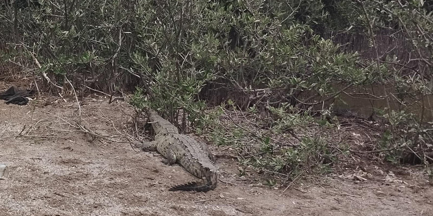 Rescate y reubicaci&oacute;n de cocodrilo en Tecuala