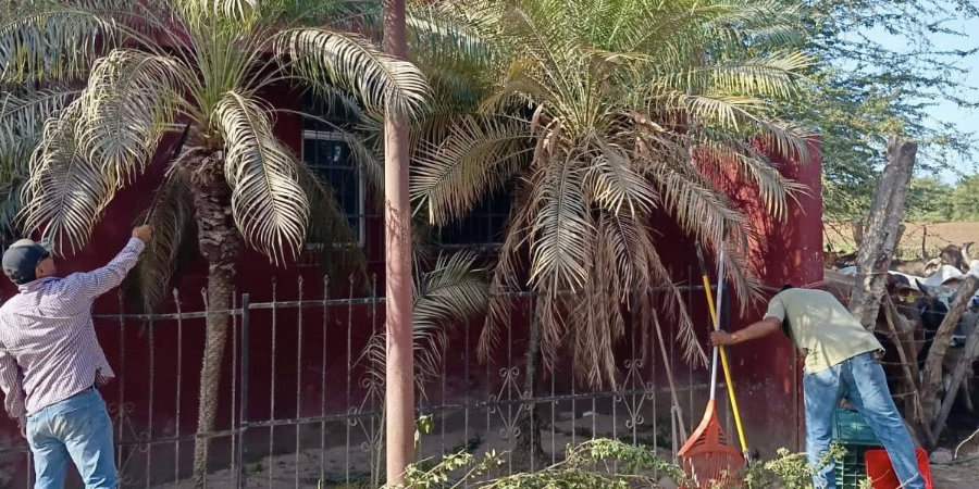 Poda de &aacute;rboles en Casa de la Tercera Edad en Tecuala