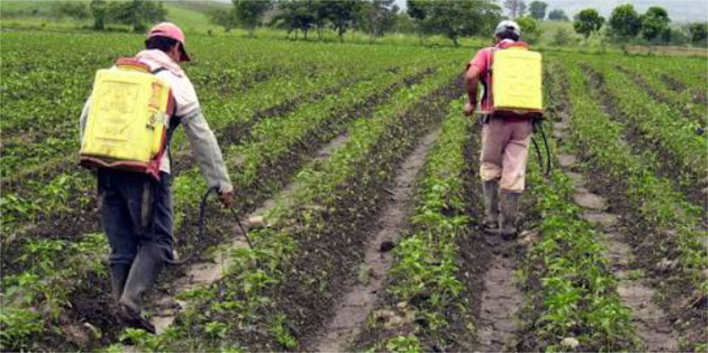 Campesinos Denuncian Retrasos en Pagos y Falta de Rentabilidad en el Campo Nayarita