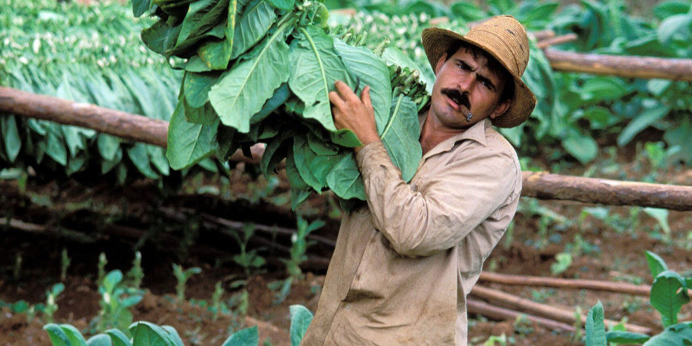Productores de tabaco expresan preocupaci&oacute;n por adeudo con el SAT y falta de informaci&oacute;n de la ARIC