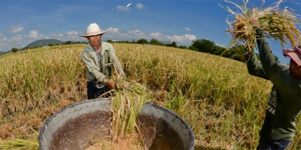 Productores de arroz denuncian bajos precios y falta de apoyo al campo