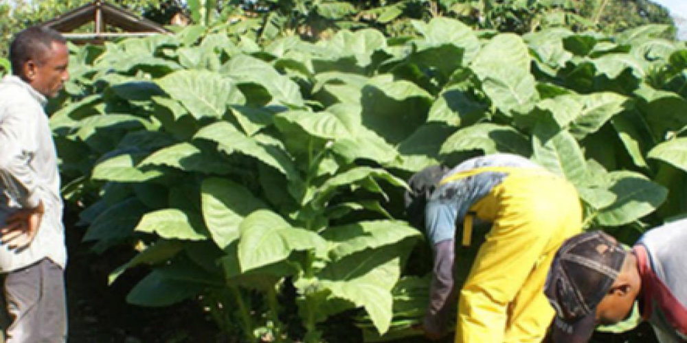 Productores se&ntilde;alan abusos en grupos solidarios; tabacaleras mantienen la previsi&oacute;n social