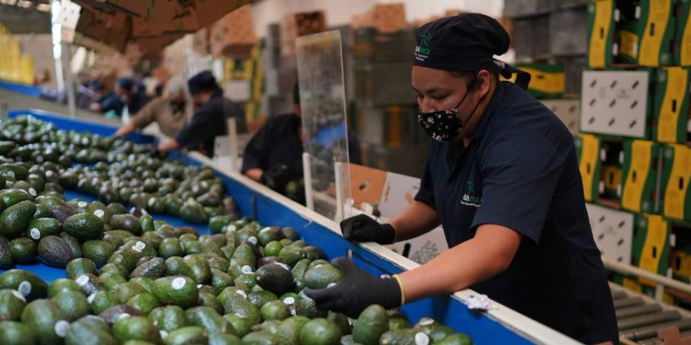 EU suspendi&oacute; de forma temporal las exportaciones de aguacate michoacano por una alerta de seguridad