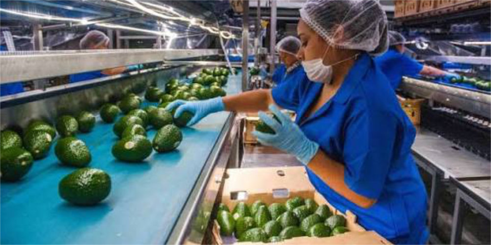 Reactivan a 100% la exportaci&oacute;n de aguacate mexicano a Estados Unidos