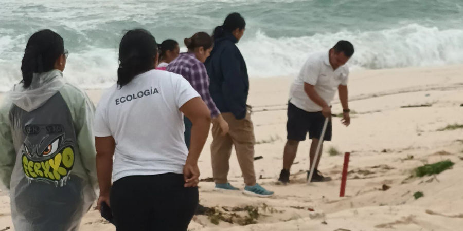 Ciudadanos se unen a Pancho L&oacute;pez para salvar nidos de tortugas marinas ante el hurac&aacute;n Sim&oacute;n